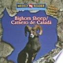 Bighorn Sheep / Carnero De Canada