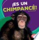 Spa Es Un Chimpance (its A Chi